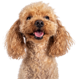 金毛尋回犬 / 日本柴犬 / 法國鬥牛犬 / 玩具貴婦犬等等