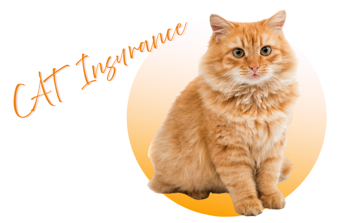 貓貓保險